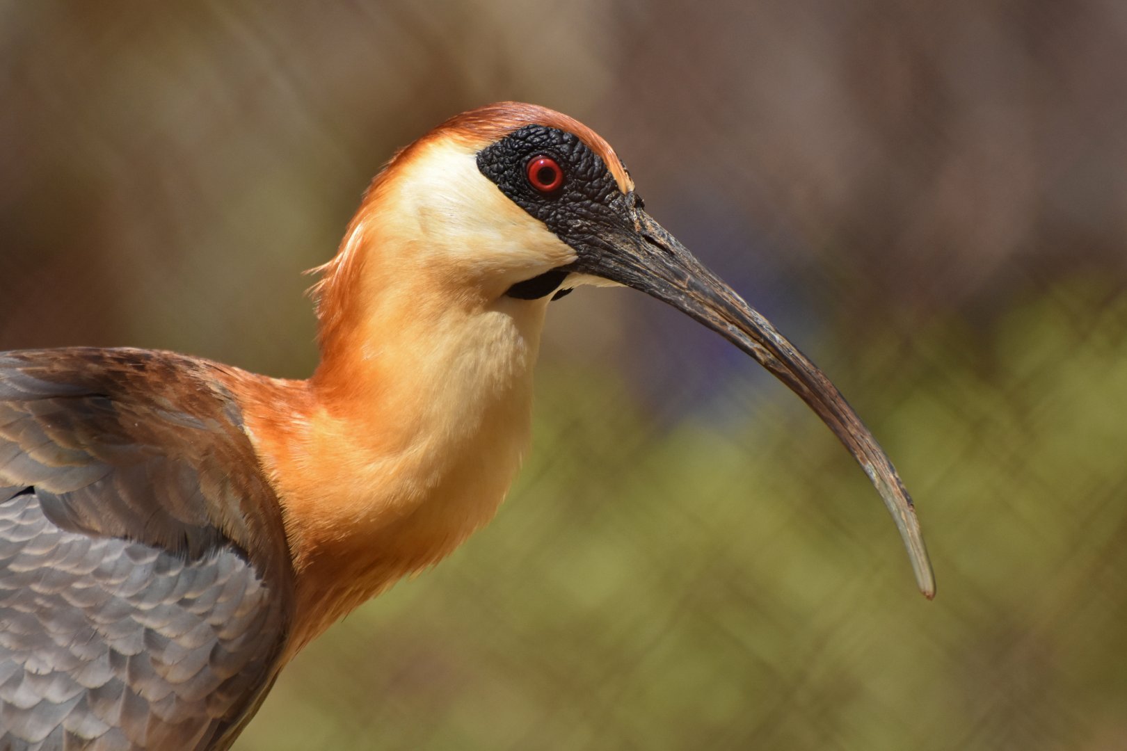 Buff-necked Ibis (Theristicus caudatus)