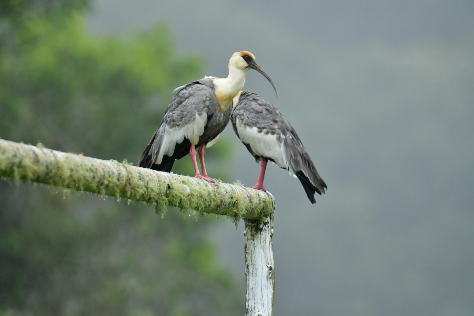 Buff-necked Ibis Theristicus caudatus