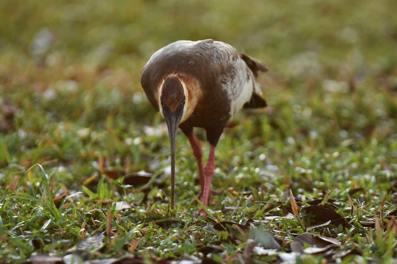 Buff-necked Ibis (Theristicus caudatus)
