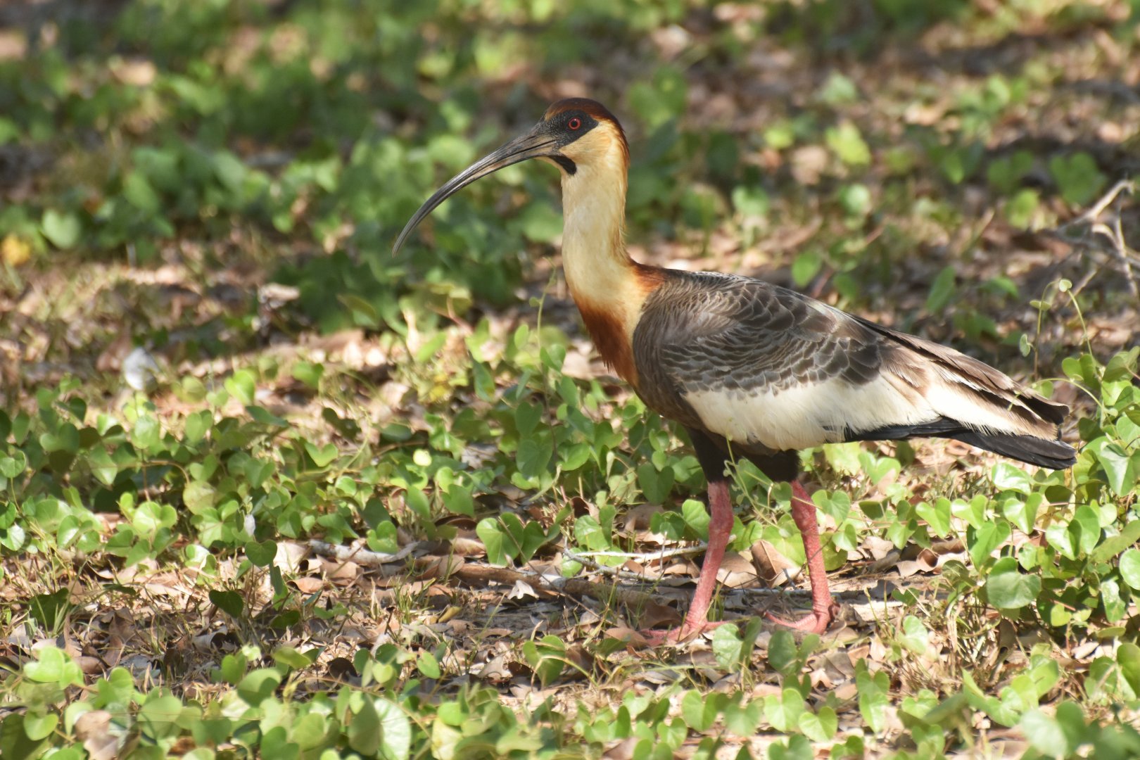 Buff-necked Ibis (Theristicus caudatus)