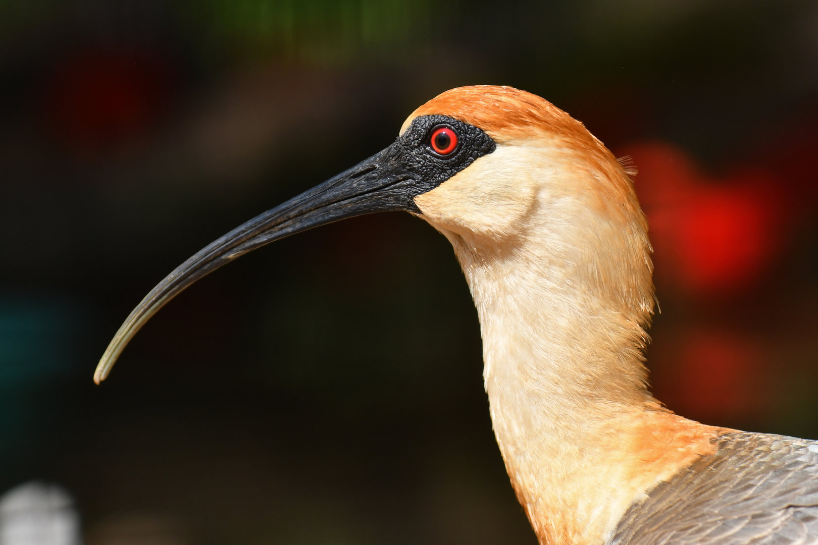 Buff-necked Ibis Theristicus caudatus