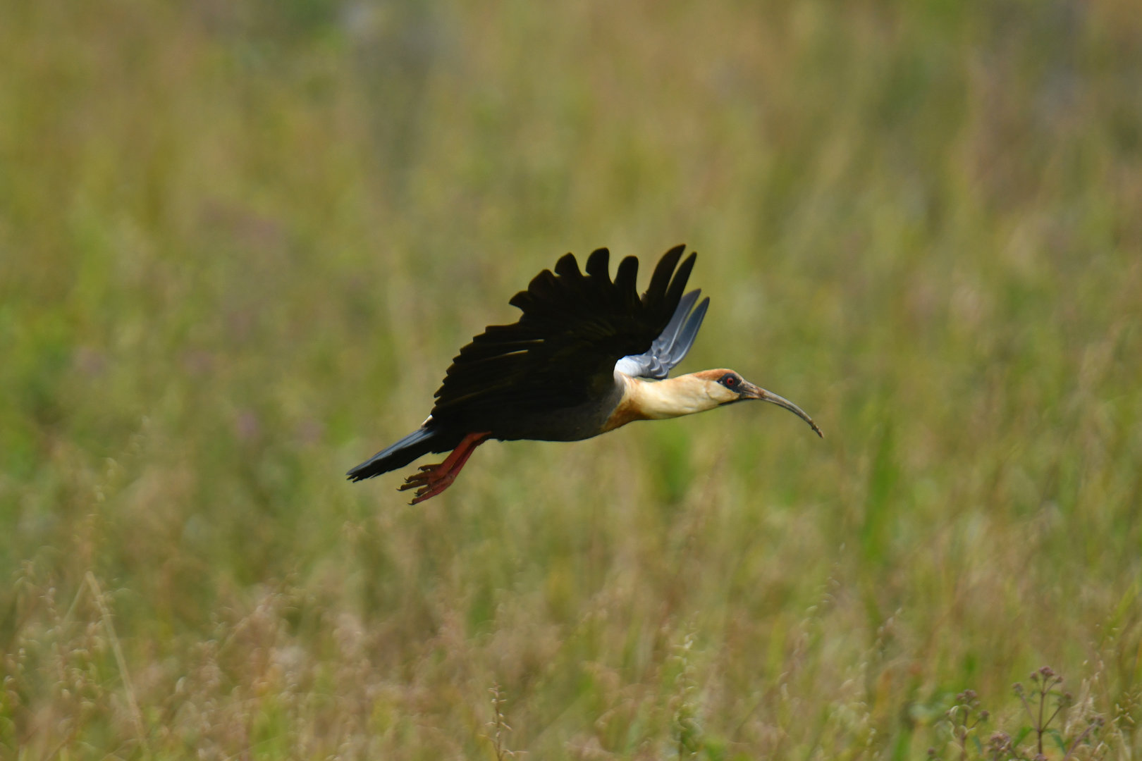 Buff-necked Ibis Theristicus caudatus