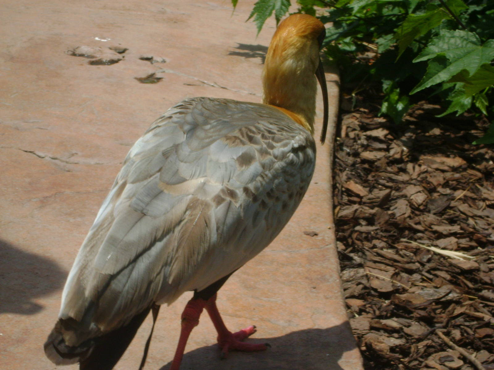 Buff-necked Ibis (Theristicus caudatus)