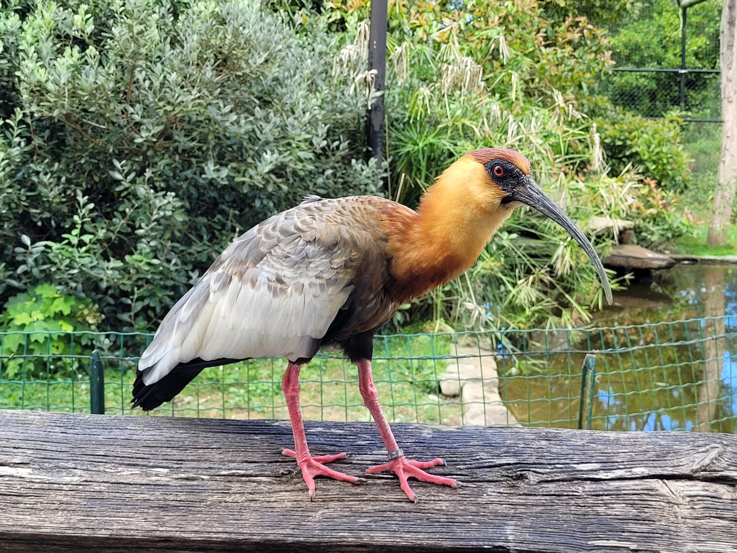 Buff-necked ibis -Zoo de Labenne (2024)