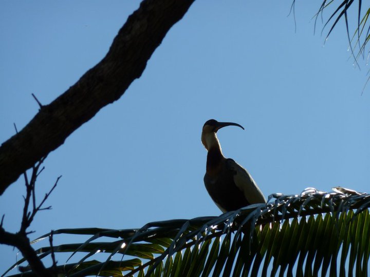 Buff-necked ibis
