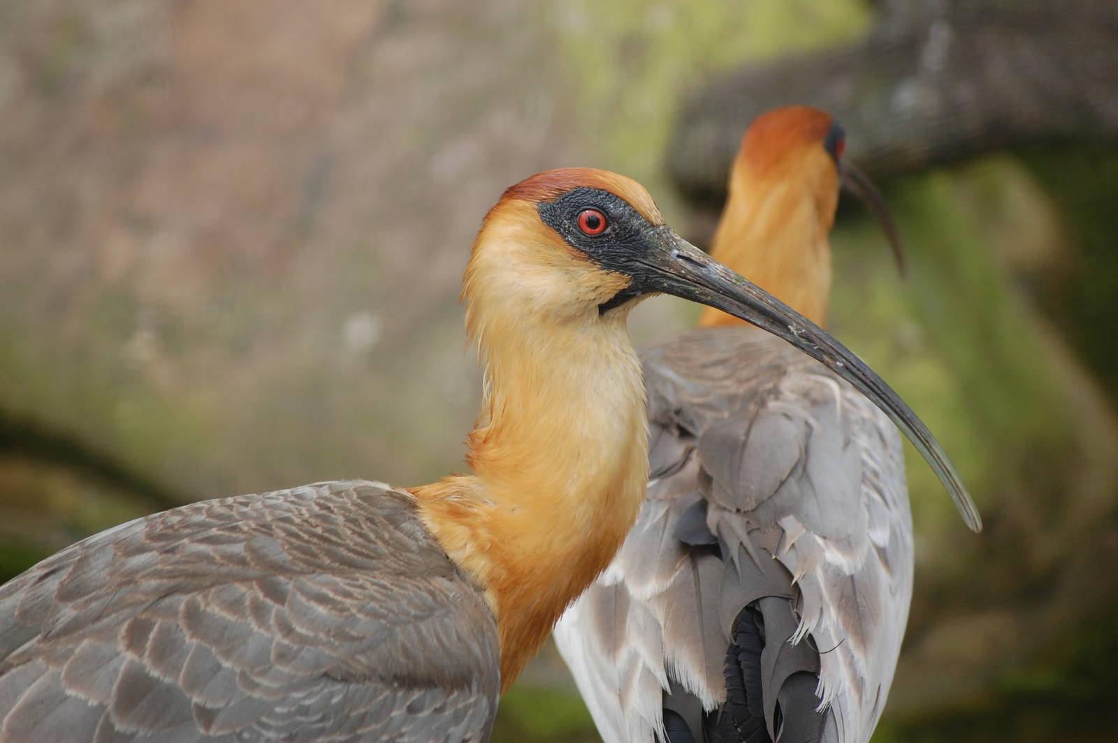 Buff-necked ibis