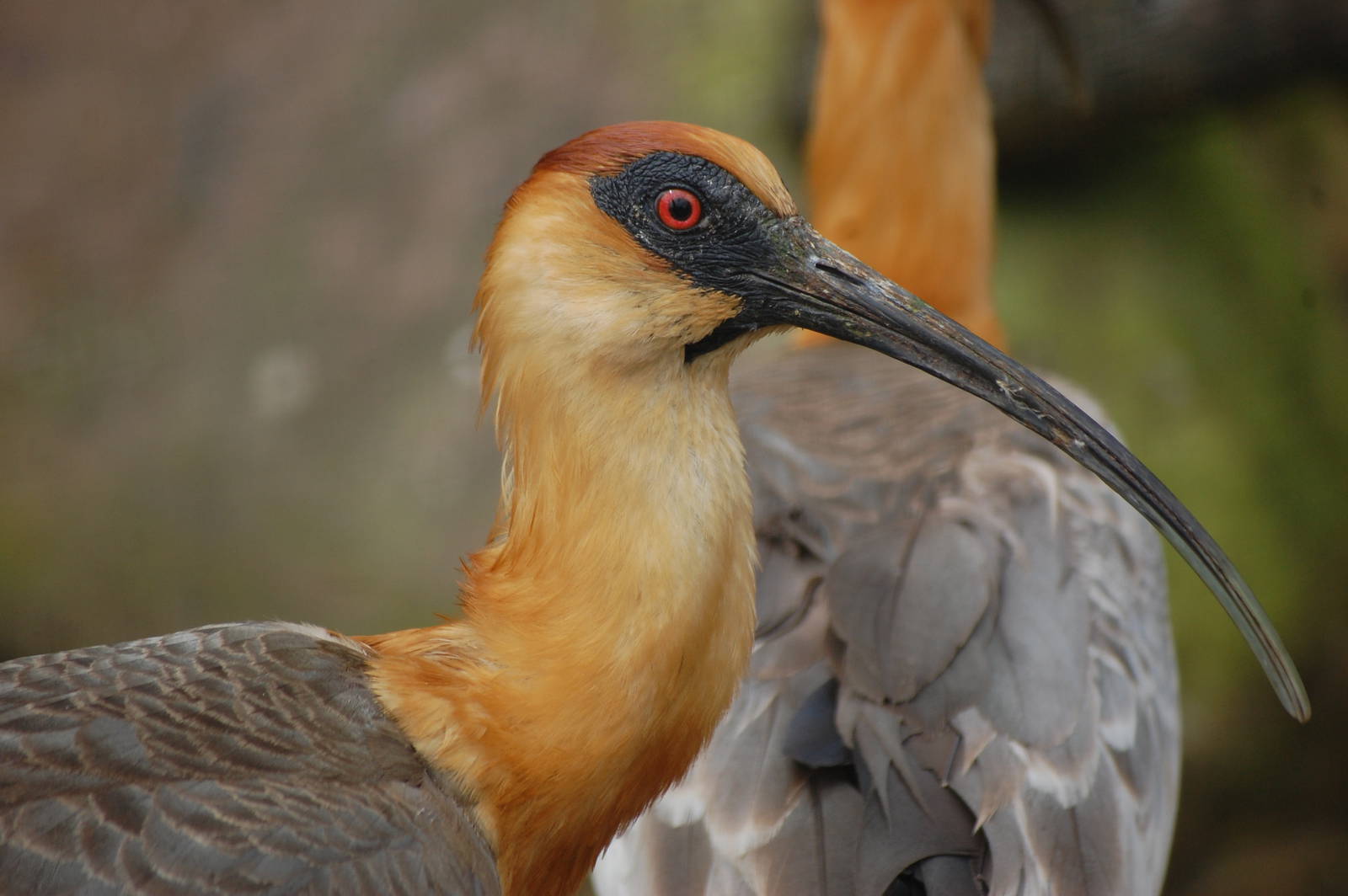 Buff-necked ibis
