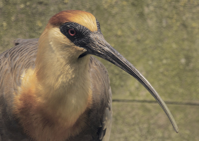 Buff-necked ibis