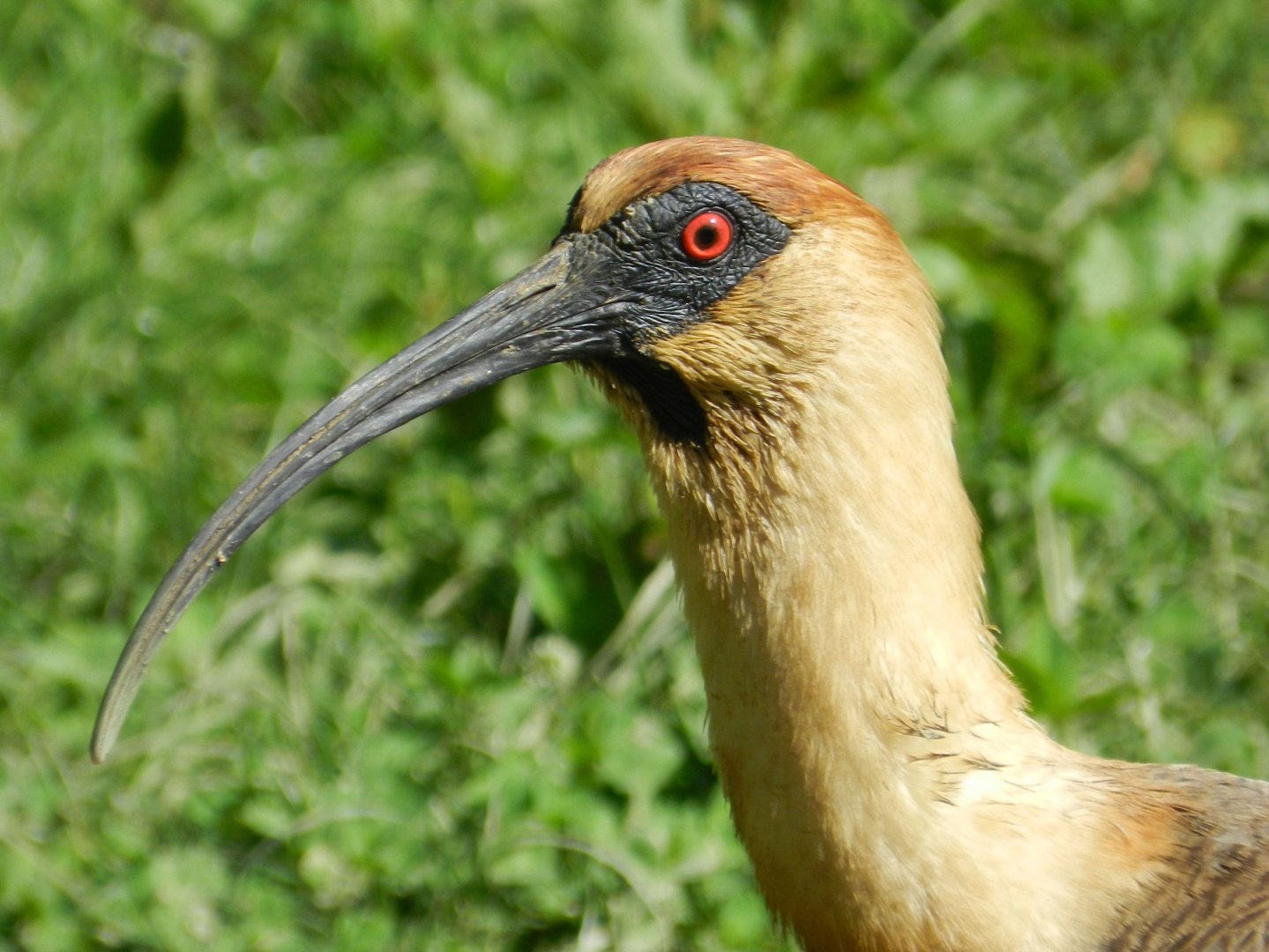 Buff-necked Ibis