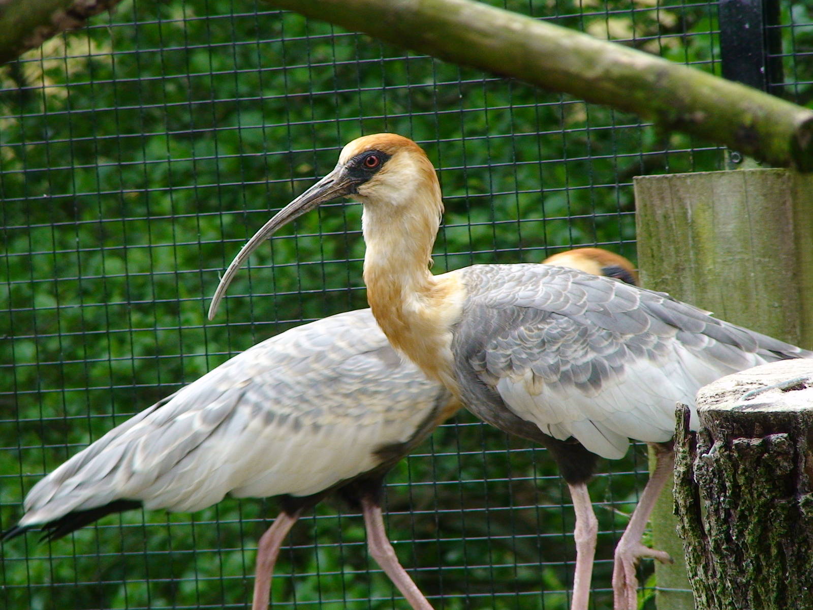 Buff necked ibis