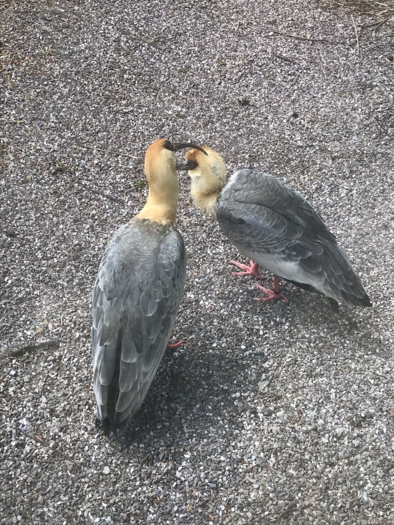 Buff-necked ibises 280419