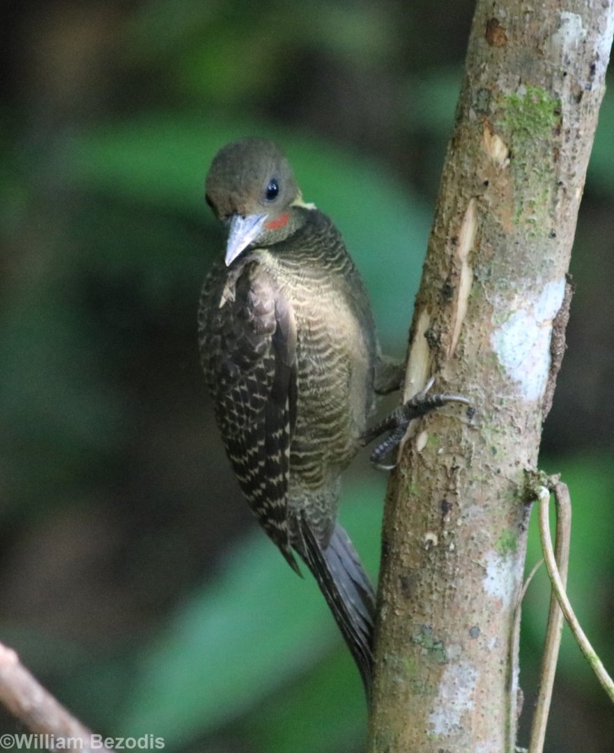 Buff-necked Woodpecker - Sepilok