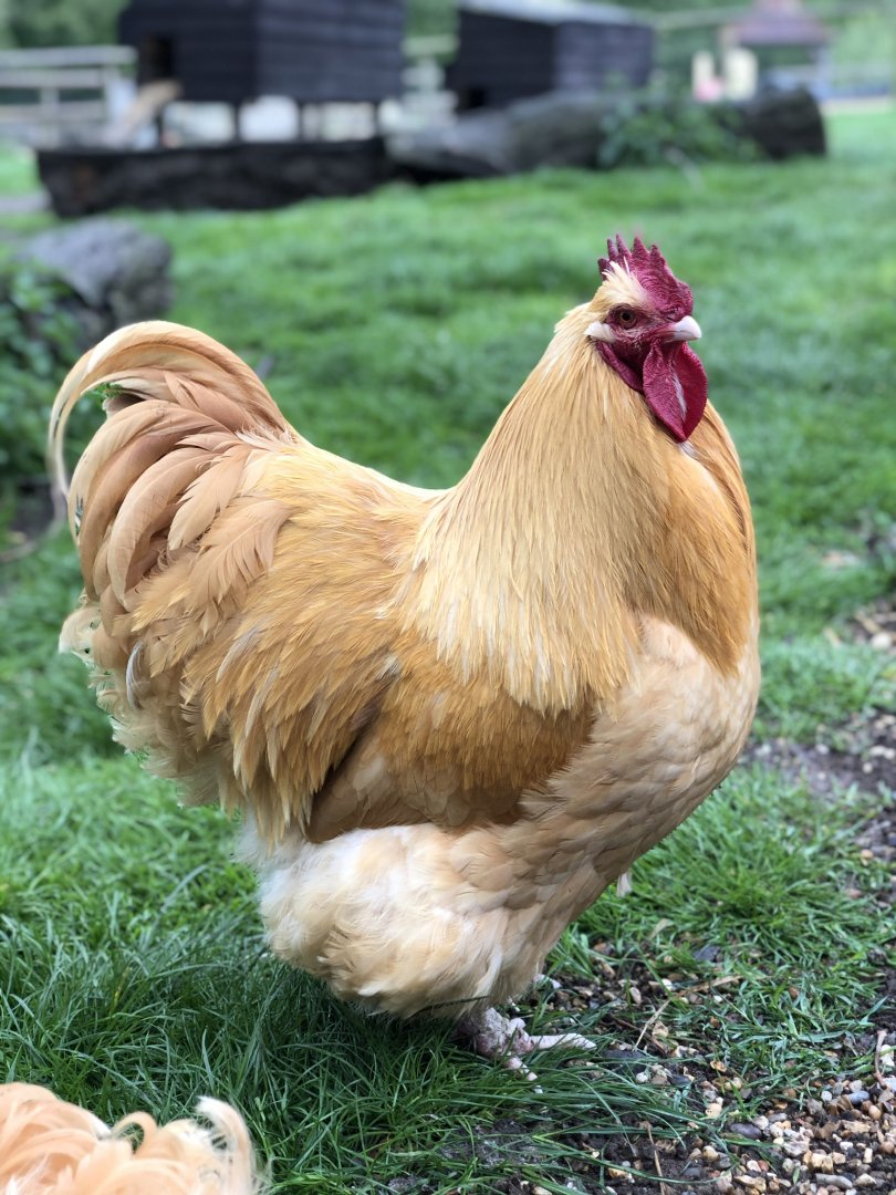 Buff Orpington