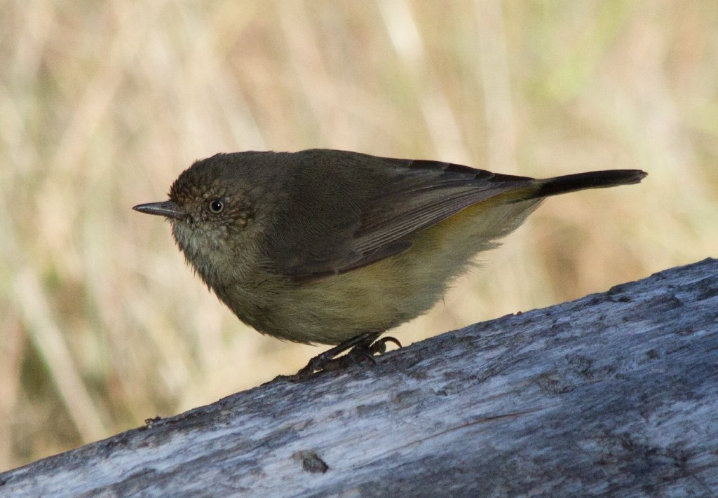 Buff-rumped Thornbill (Acanthiza reguloides)