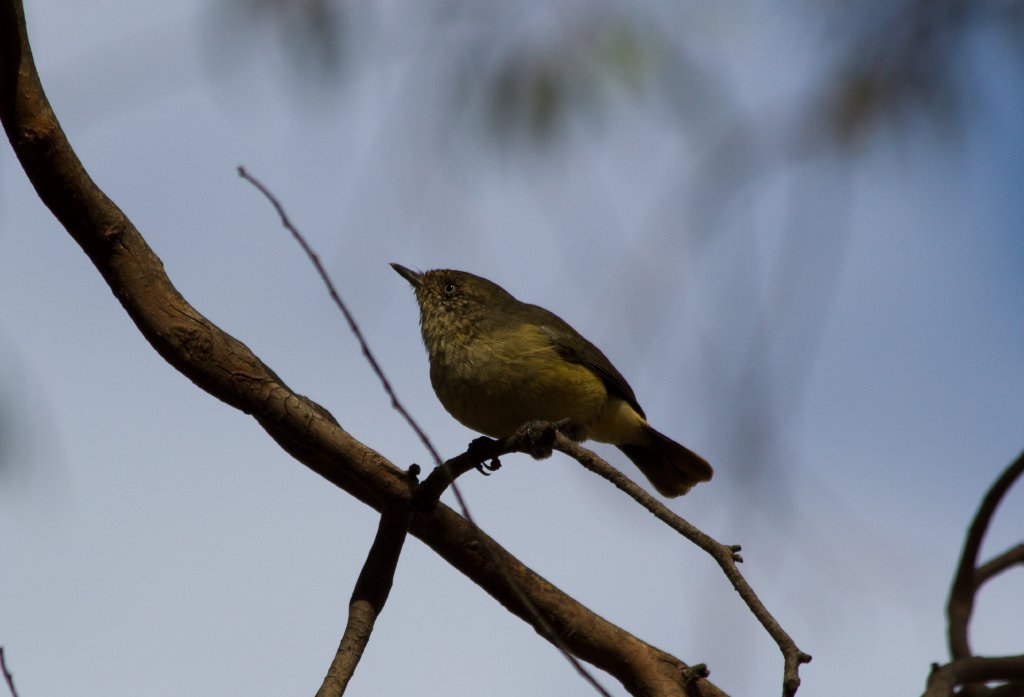 Buff-rumped Thornbill (Acanthiza reguloides)