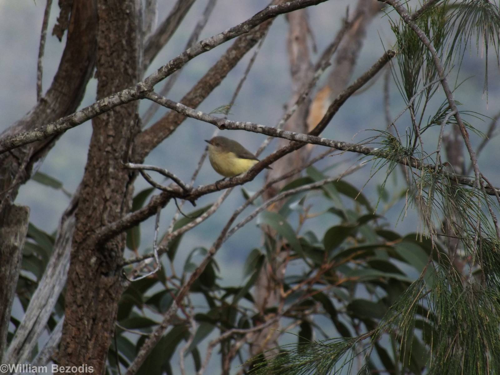 Buff-rumped Thornbill - Lamington National Park