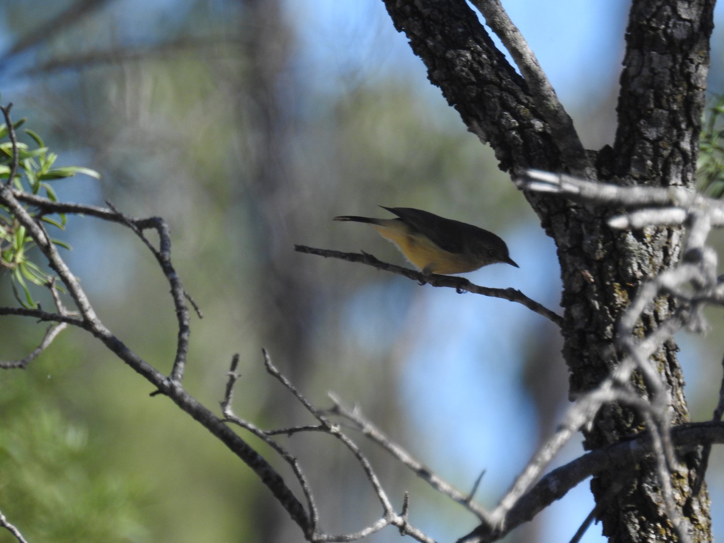 Buff-Rumped Thornbill - Western Creek SF (Toowoomba)