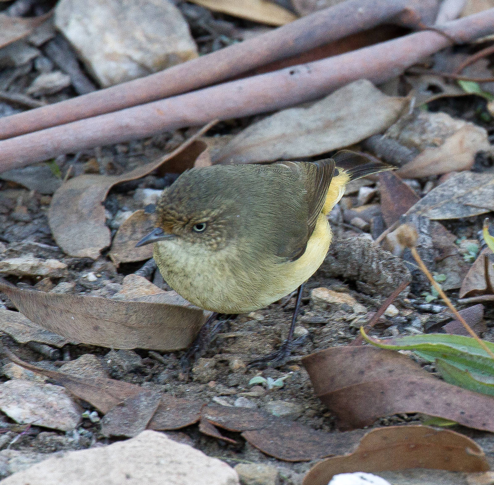 Buff-rumped Thornbill