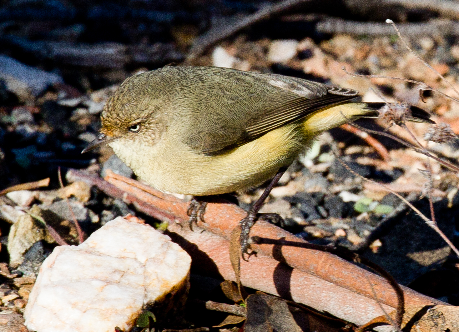 Buff-rumped Thornbill