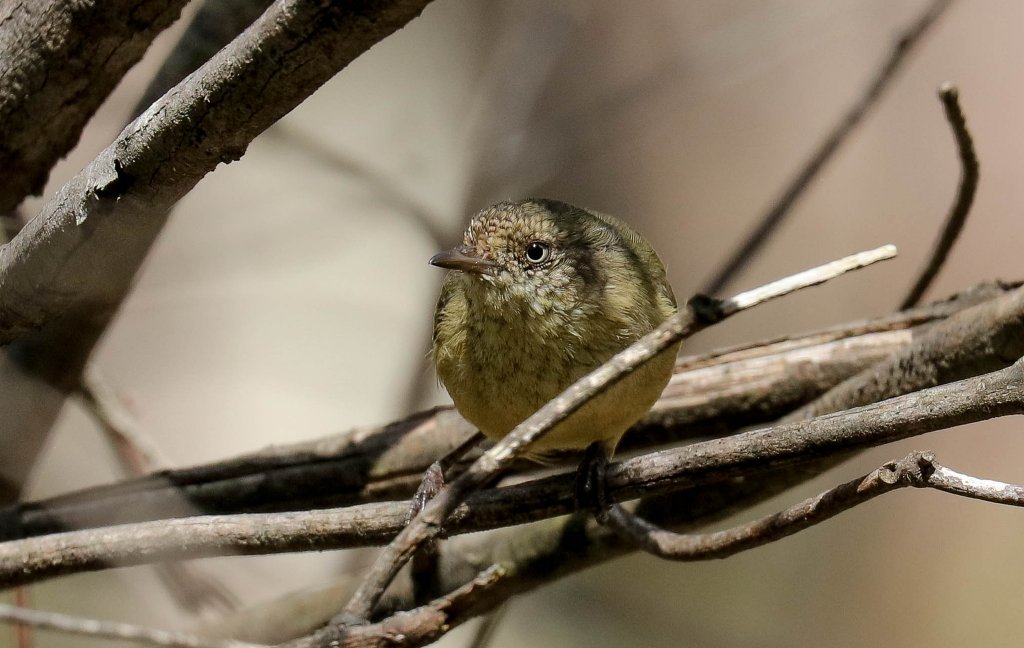 Buff-rumped Thornbill