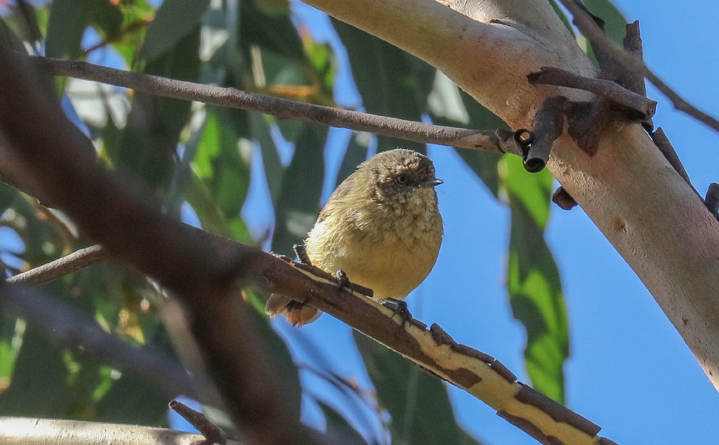 Buff-rumped Thornbill