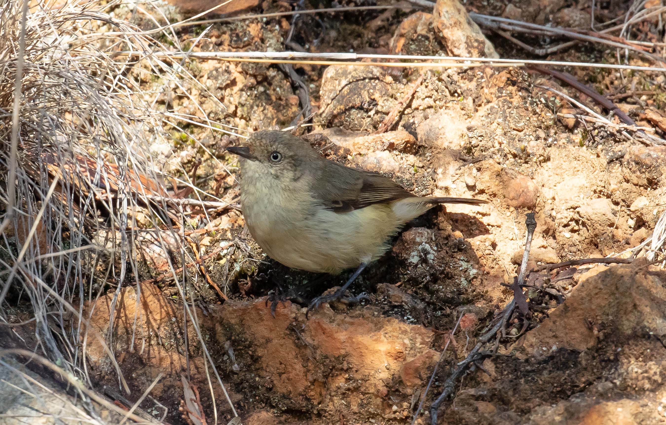 Buff-rumped Thornbill