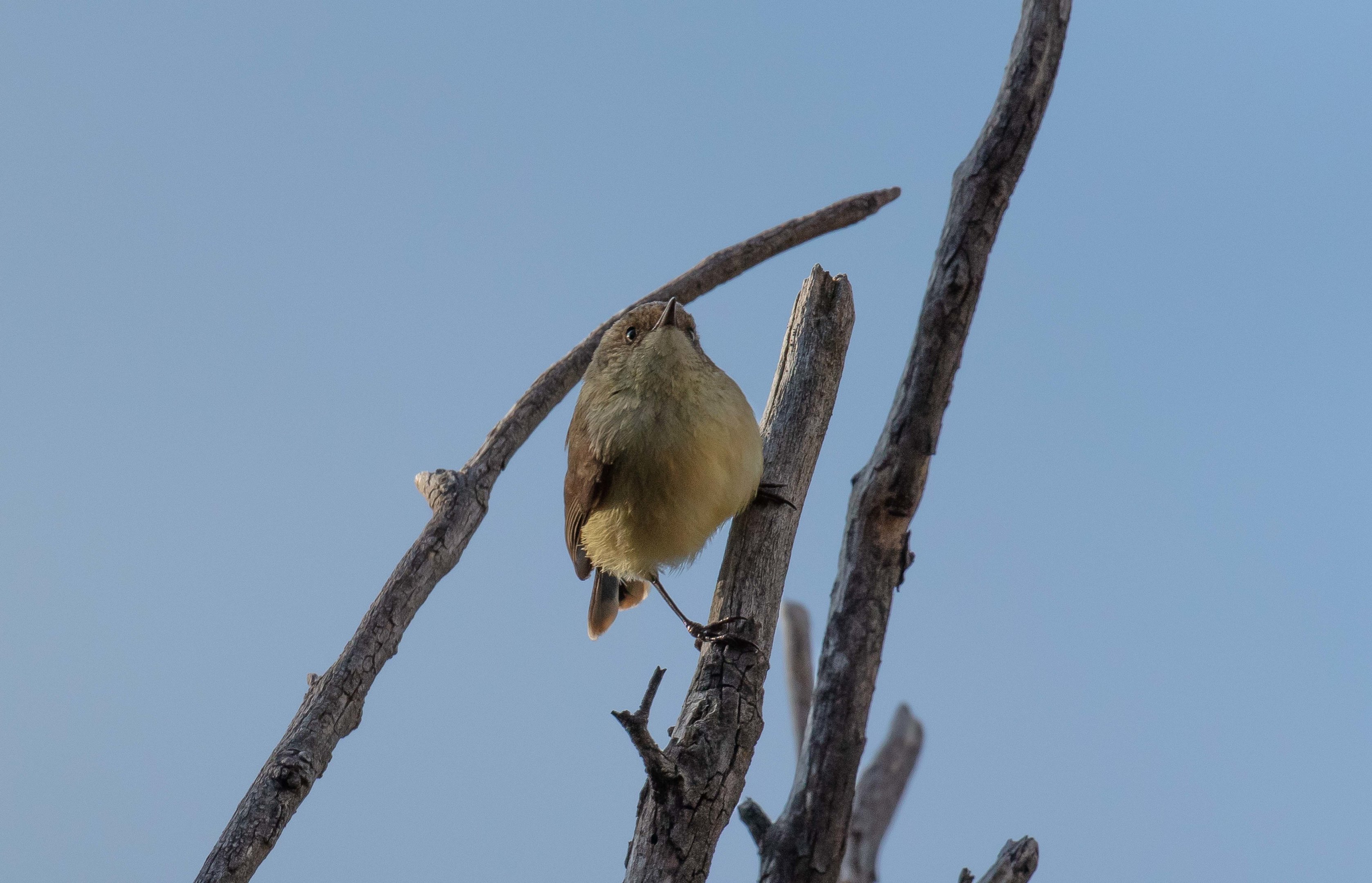 Buff-rumped Thornbill