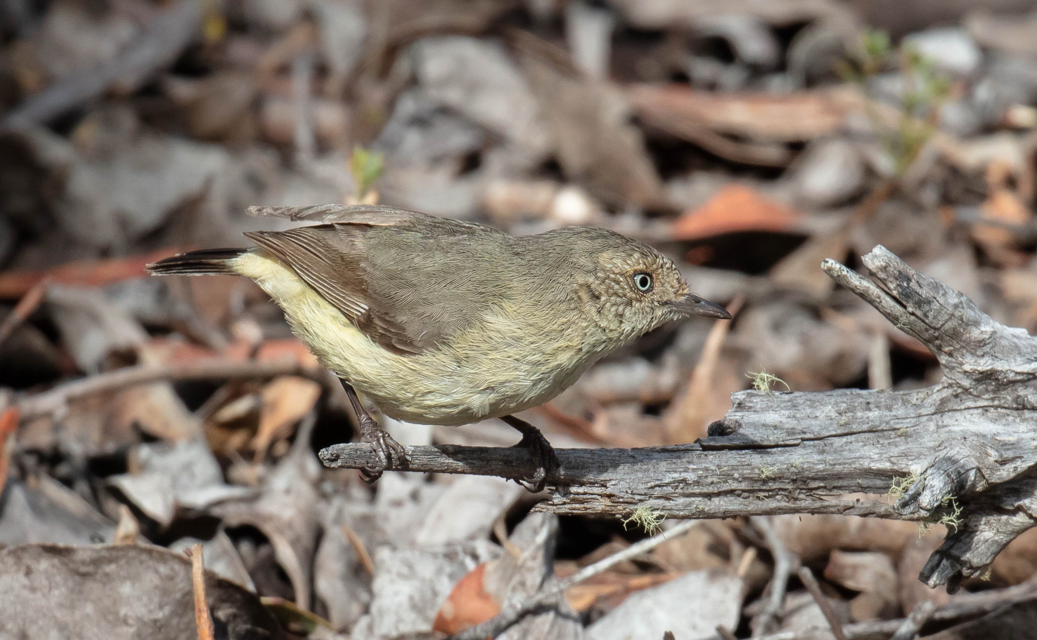 Buff-rumped Thornbill