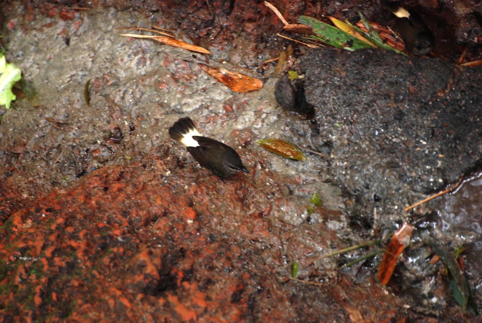 Buff-rumped Warbler at Restaurant las Iguanas, 17/04/14