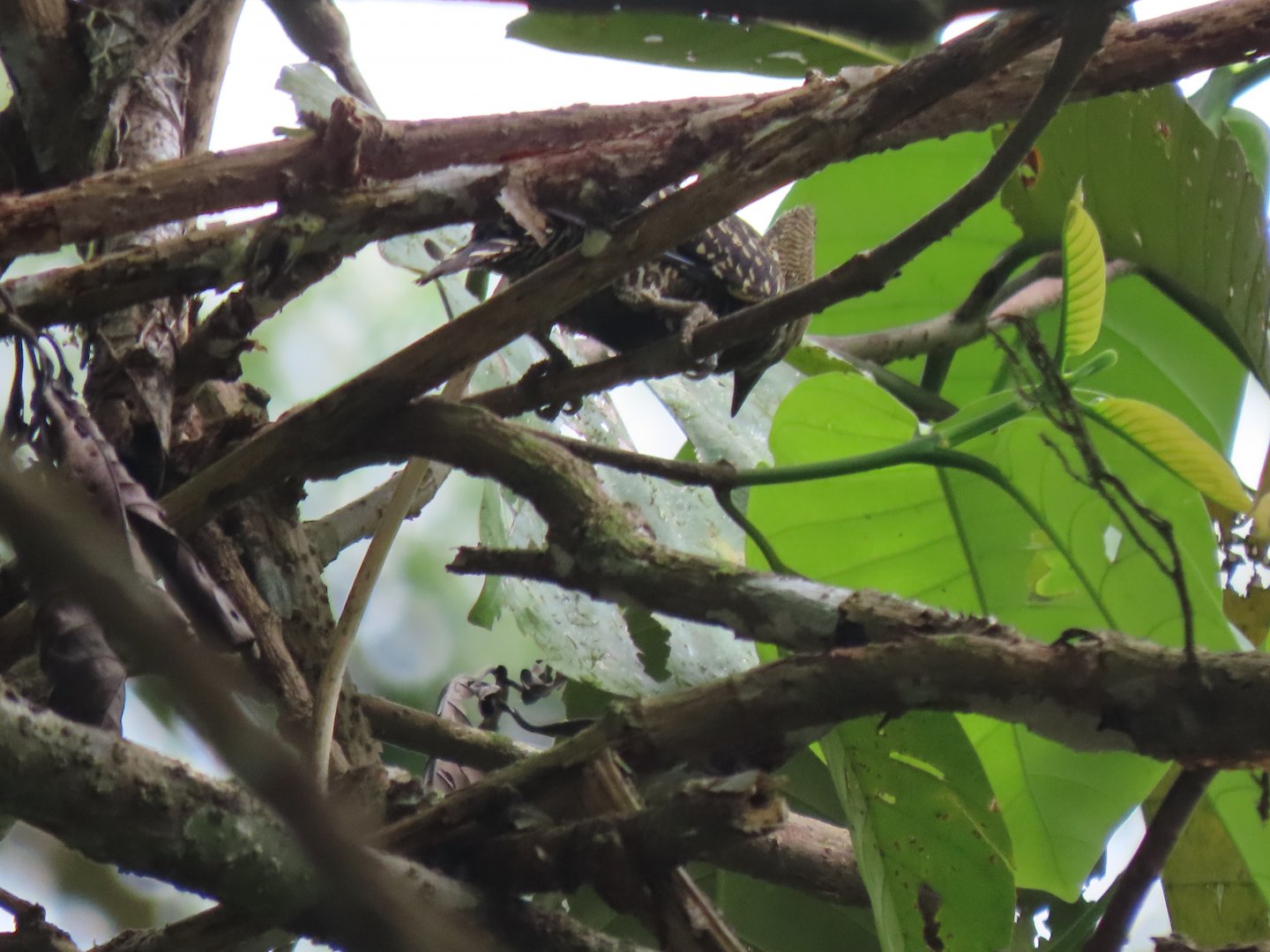 Buff-rumped woodpecker (Meiglyptes grammithorax)