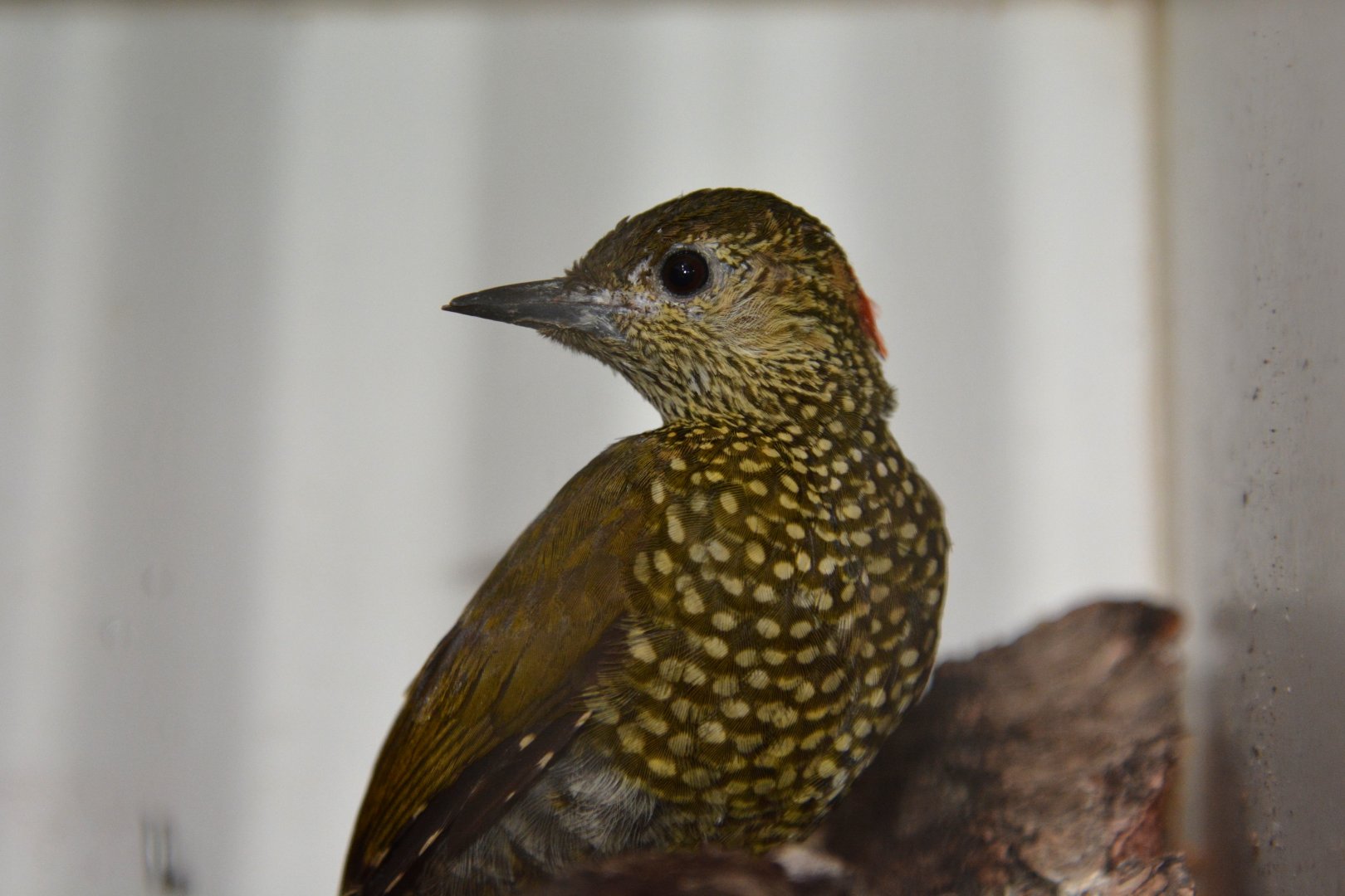 Buff-spotted woodpecker (Pardipicus nivosus nivosus)