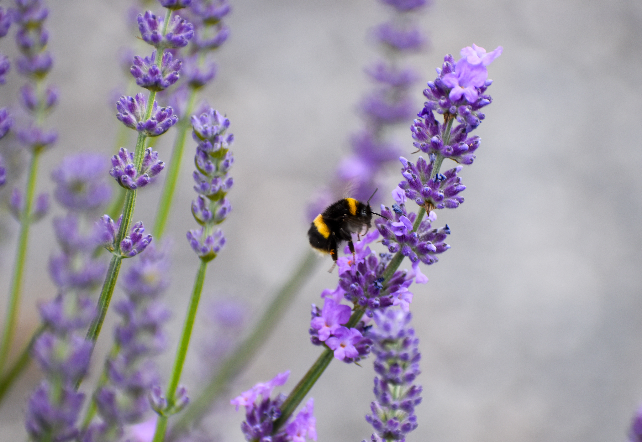 Buff-tailed Bumble Bee