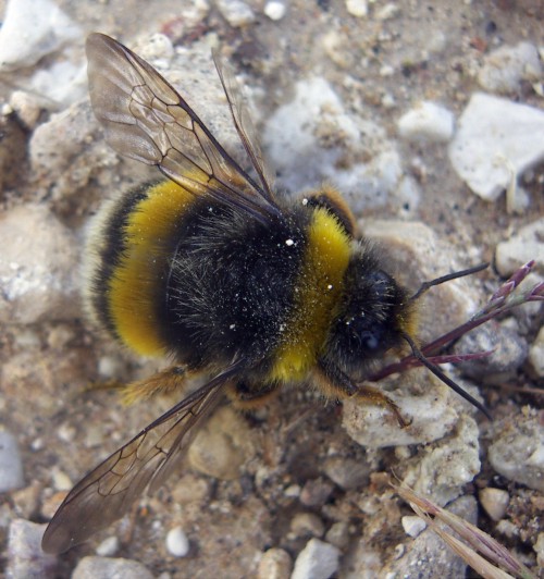 Buff-tailed Bumblebee (Bombus terrestris)