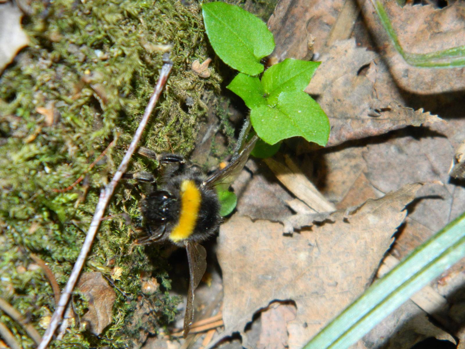 Buff-tailed bumblebee (Bombus terrestris)