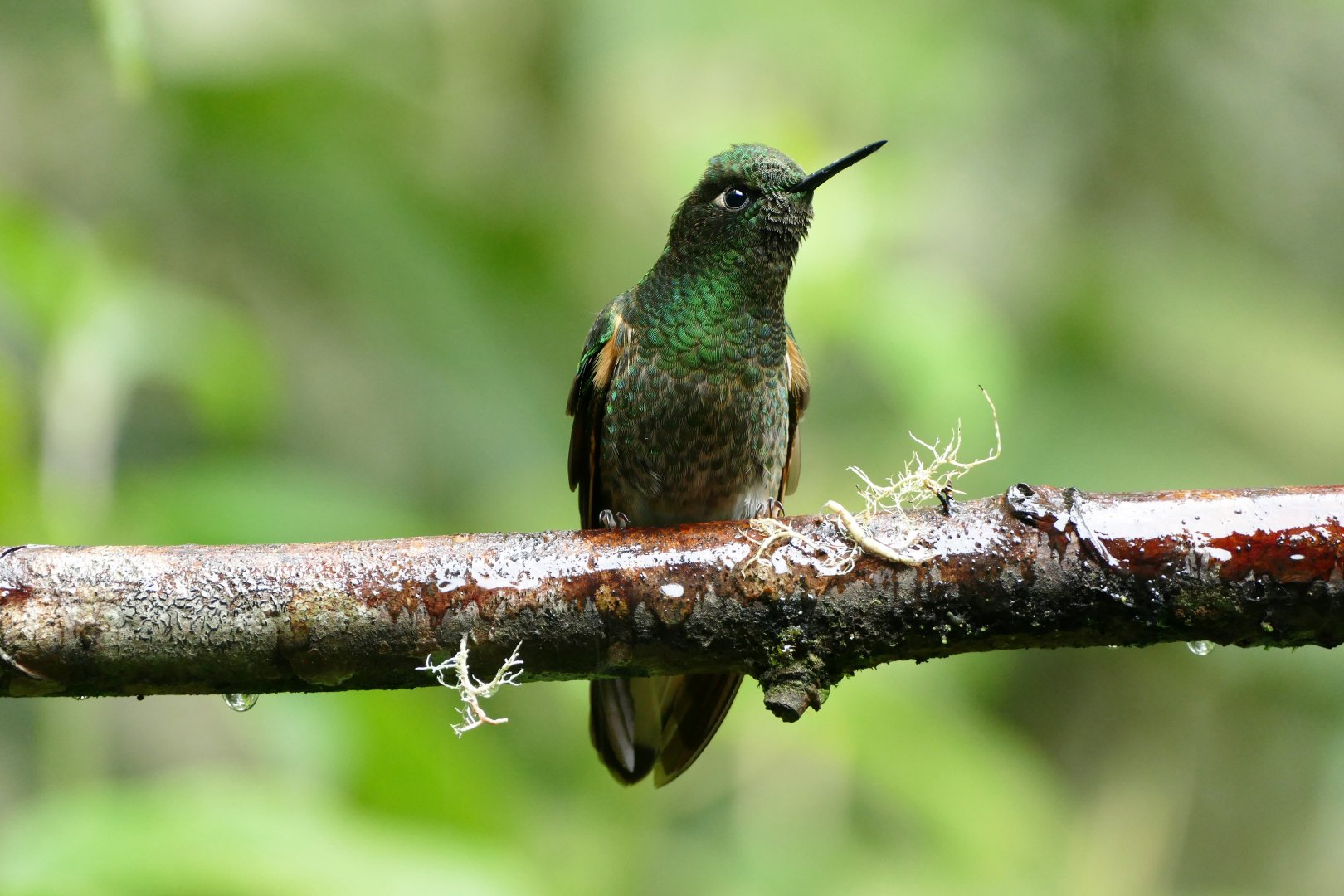 Buff-tailed Coronet