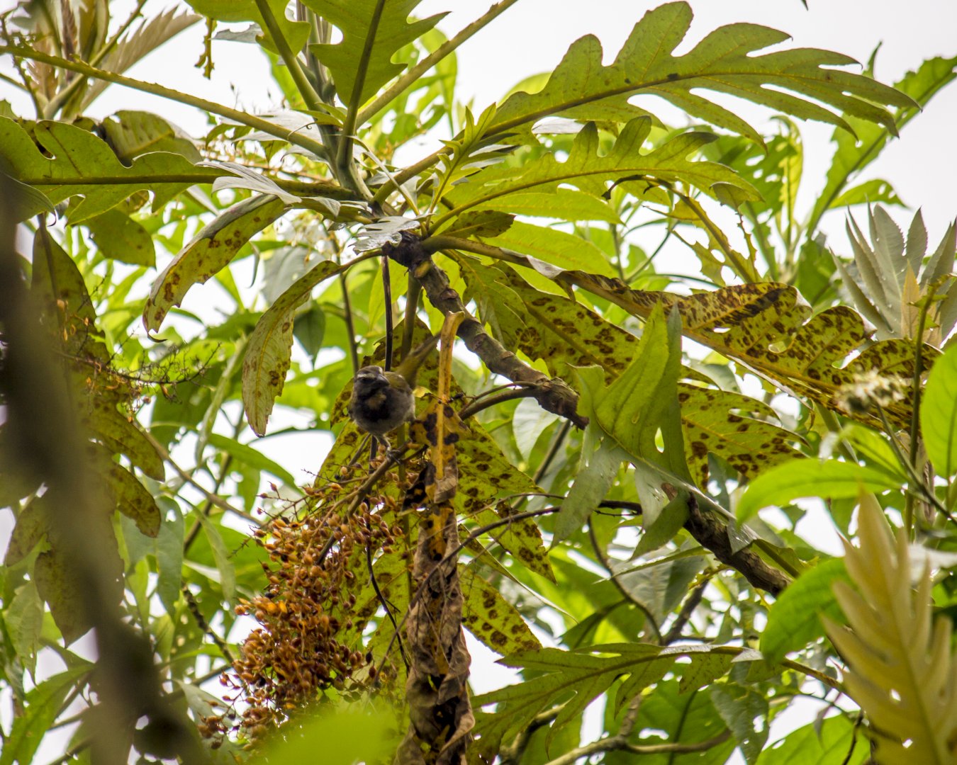 Buff-throated saltator, Saltator maximus
