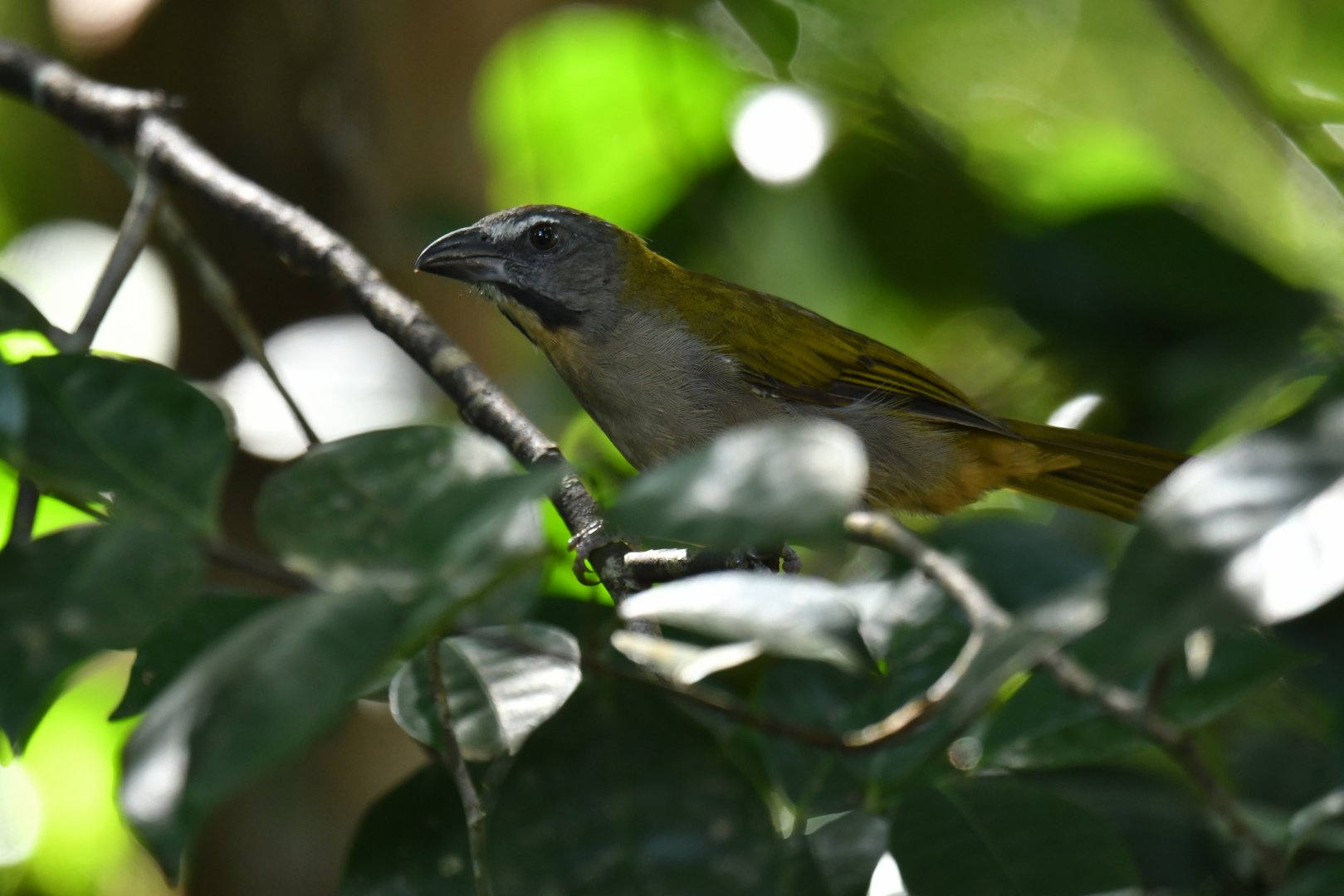 Buff-throated Saltator Saltator maximus