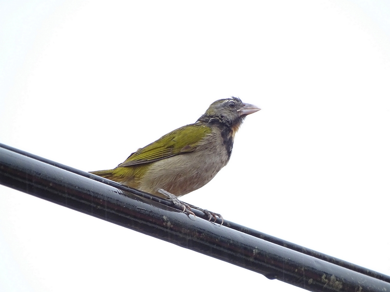 Buff-throated saltator