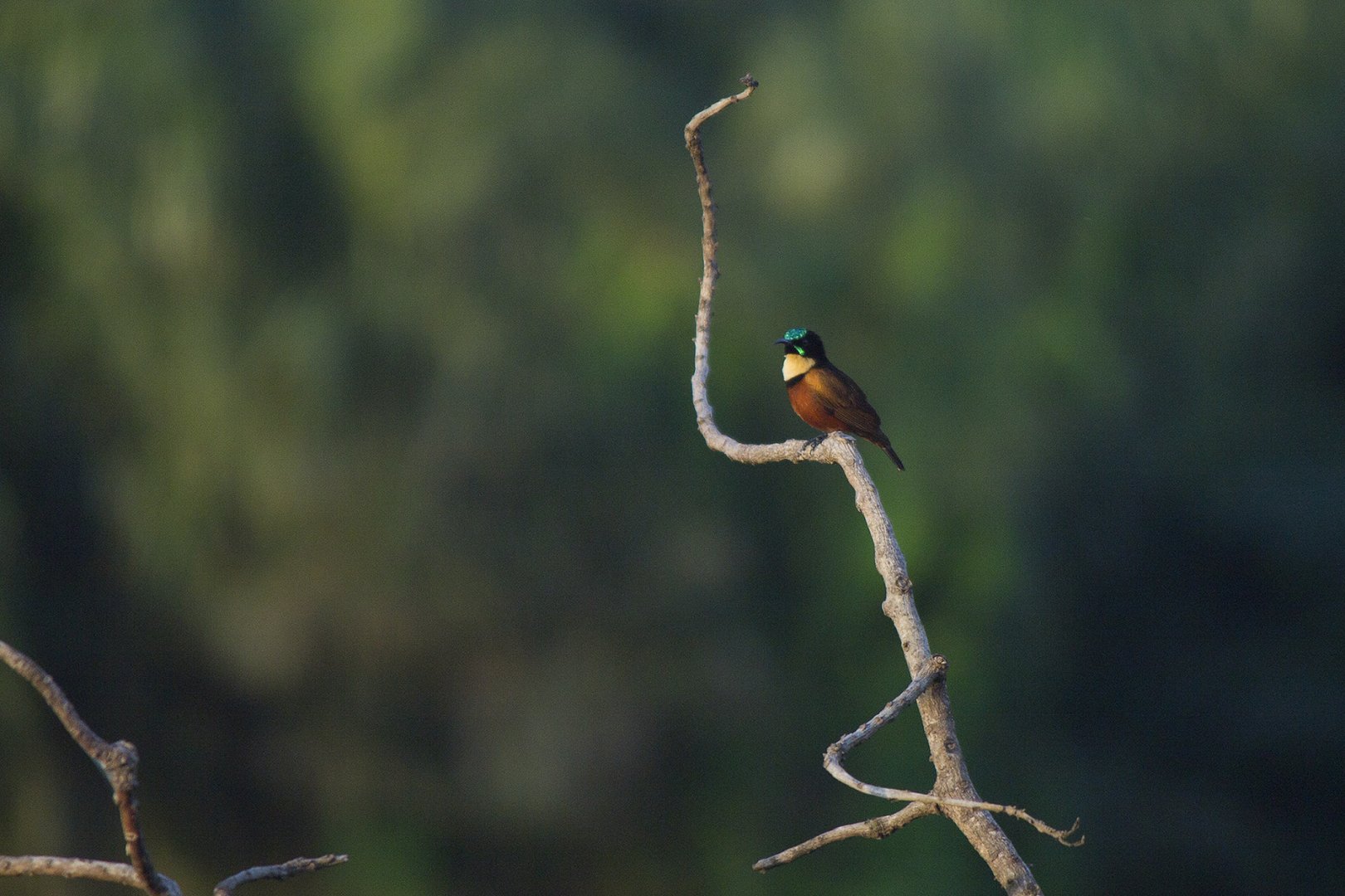 Buff-throated sunbird