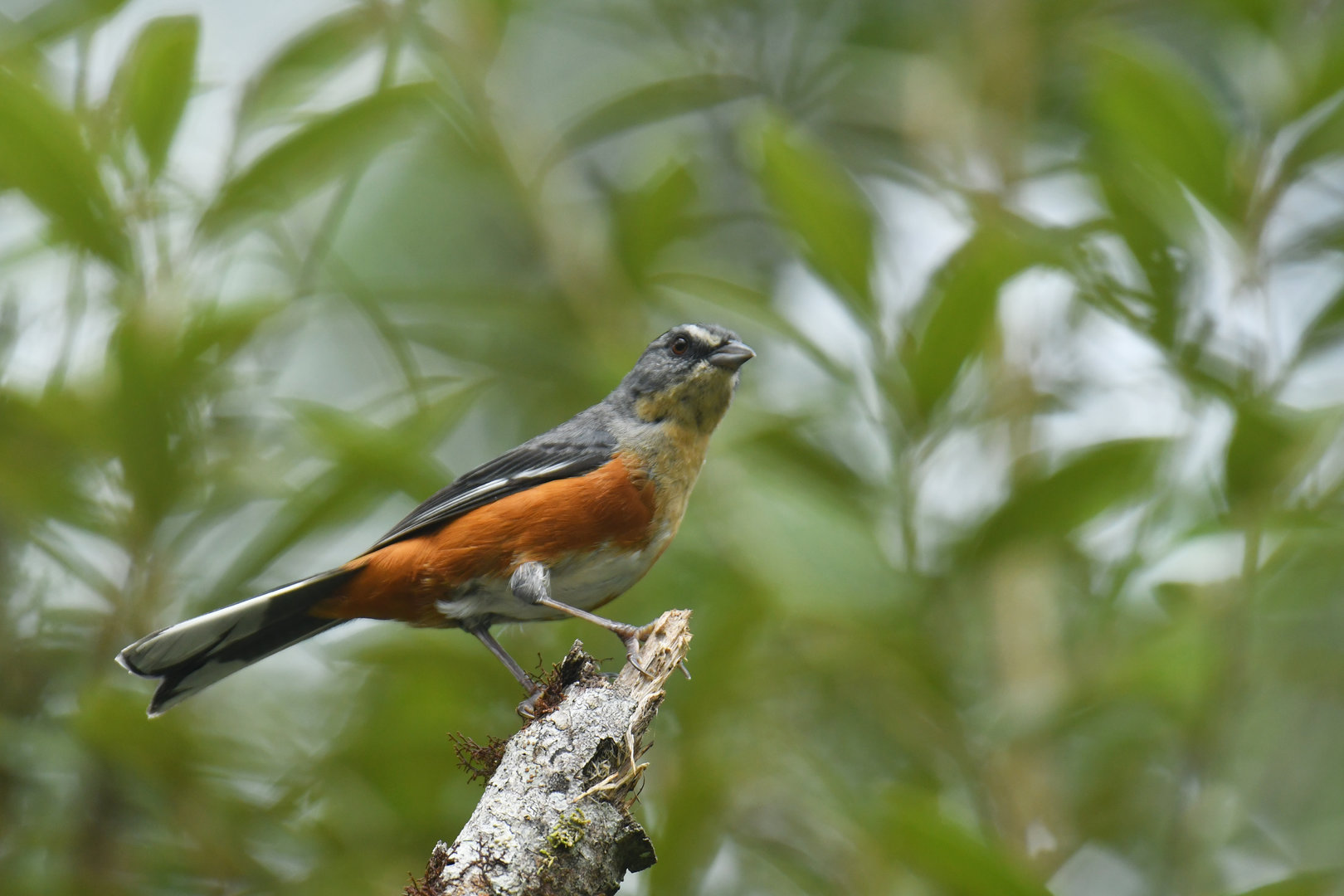 Buff-throated Warbling-finch Microspingus lateralis