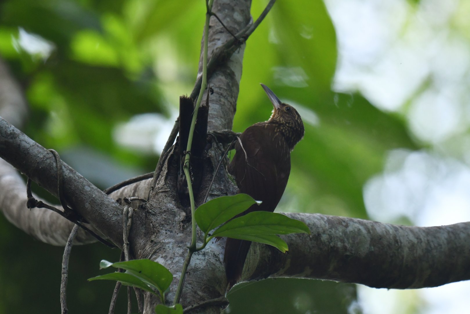 Buff-throated Woodcreeper Xiphorhynchus guttatus