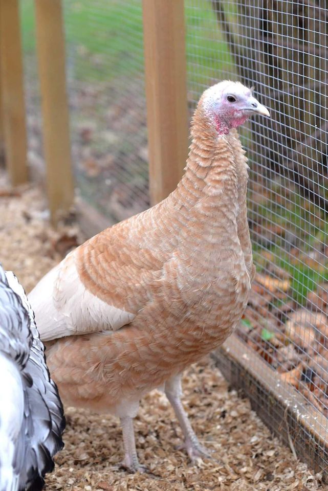 Buff turkey (Meleagris gallopavo f. domestica)