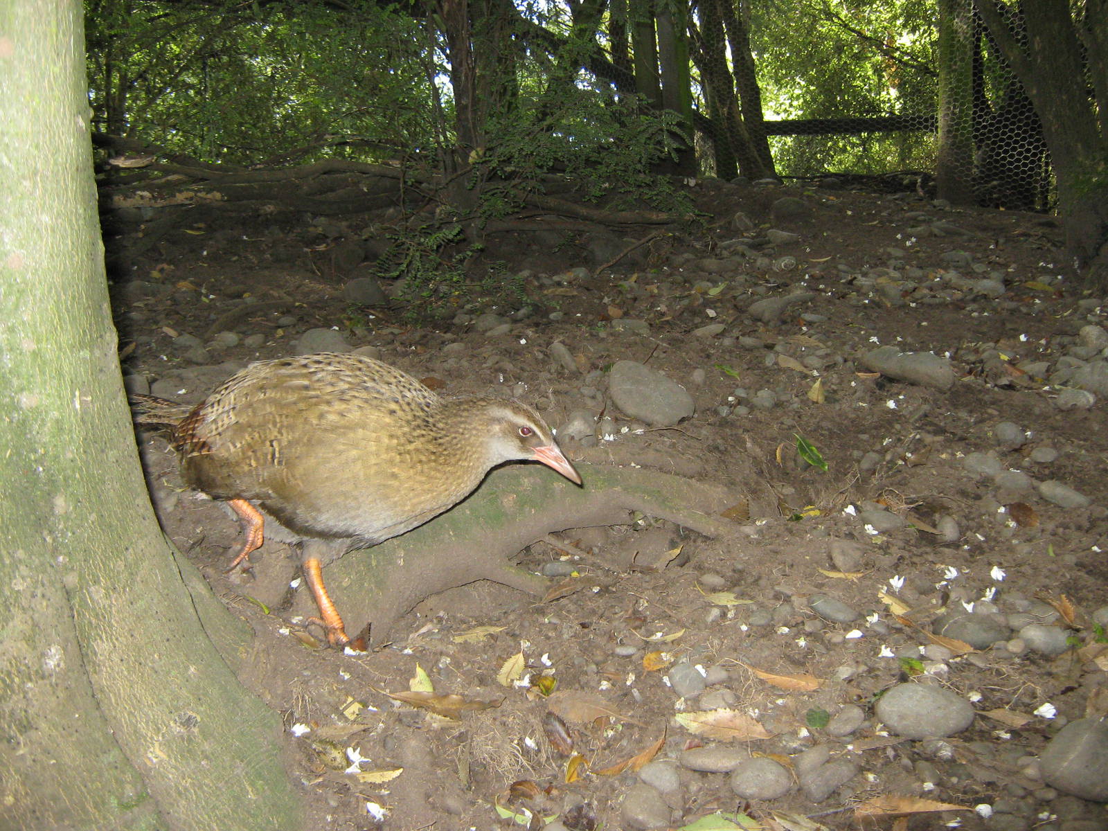 buff weka (Gallirallus australis hectori)