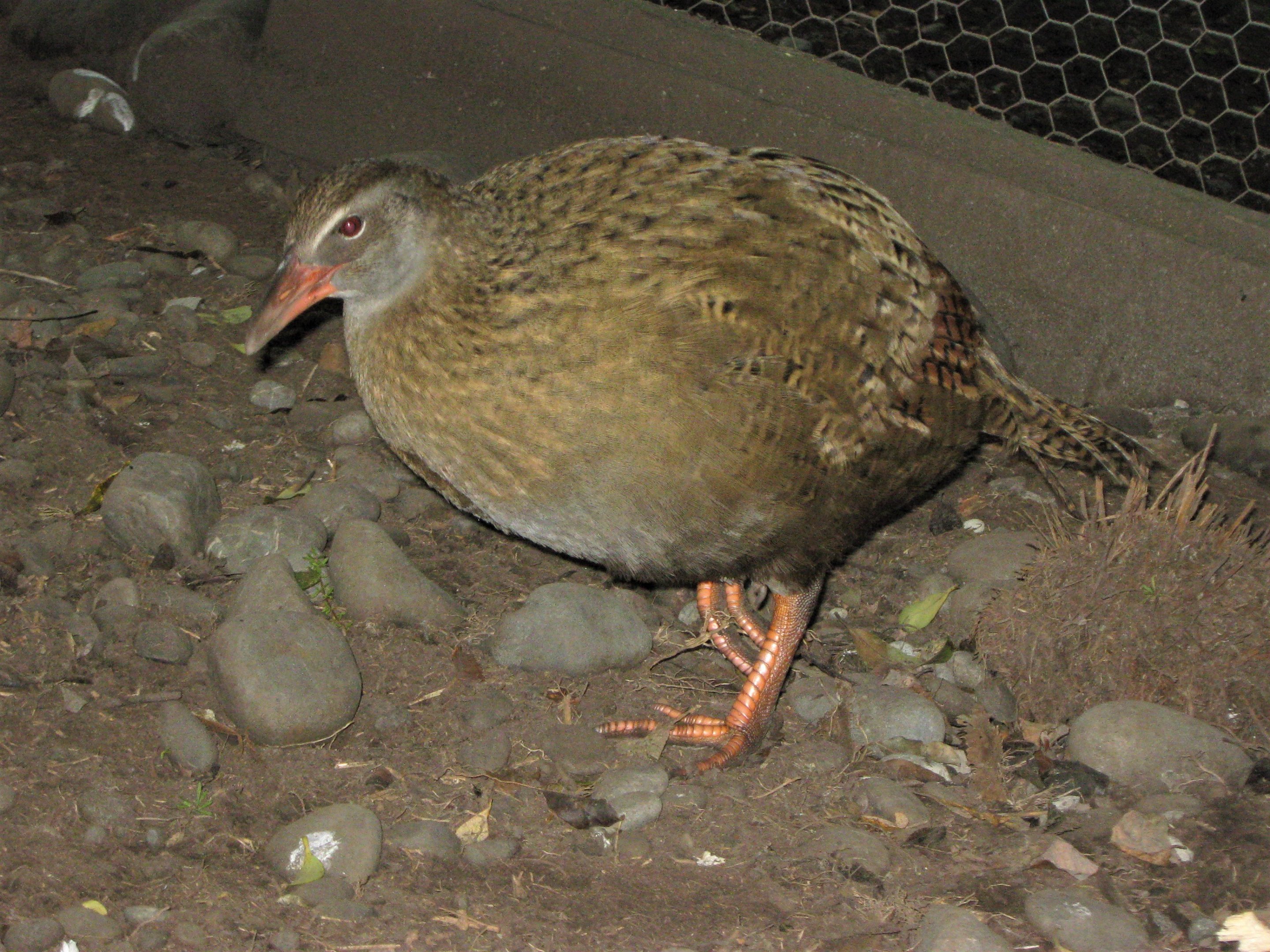Buff Weka (Gallirallus australis hectori)