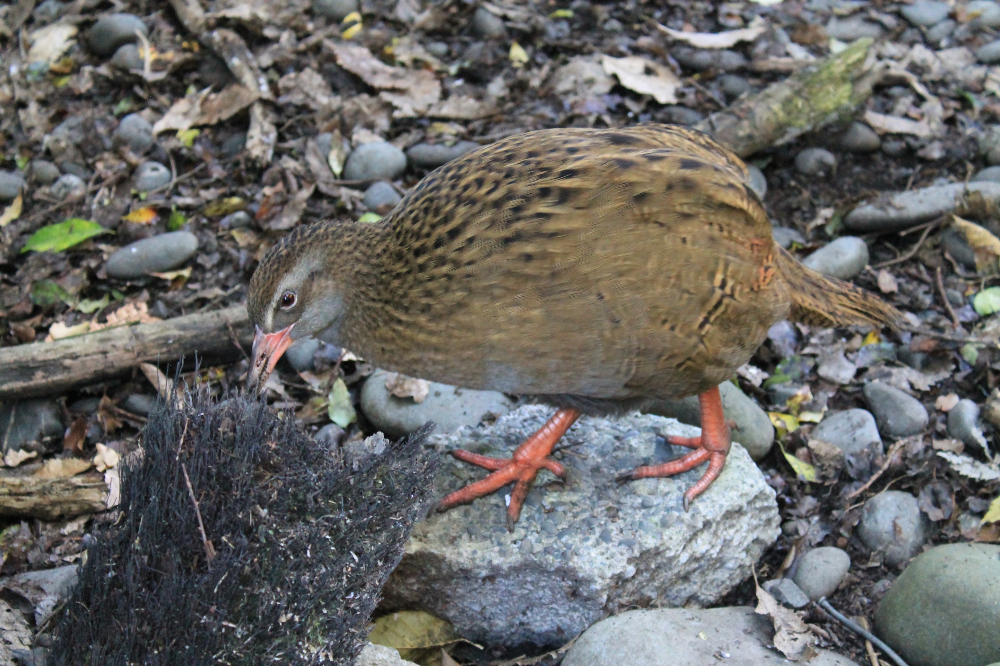 Buff Weka (Gallirallus australis hectori)