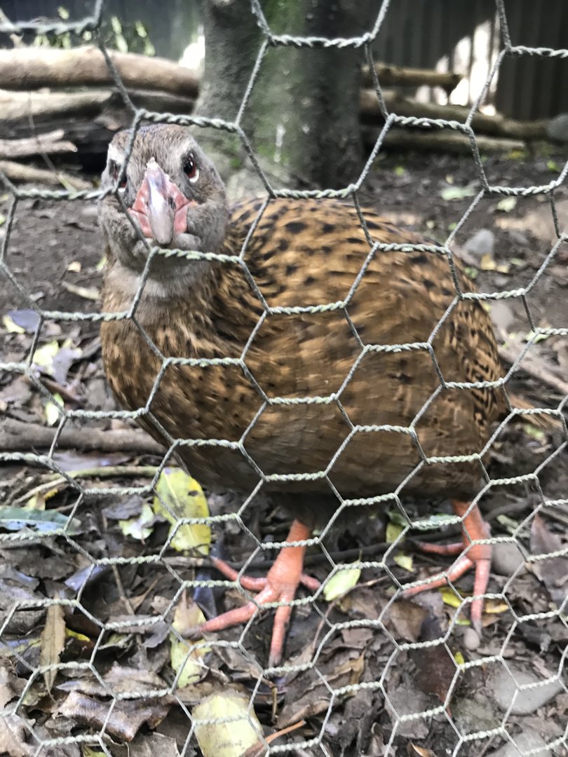 Buff Weka