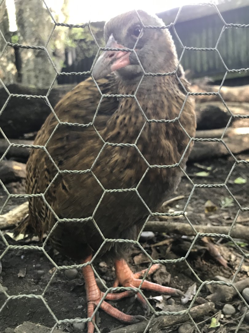 Buff Weka