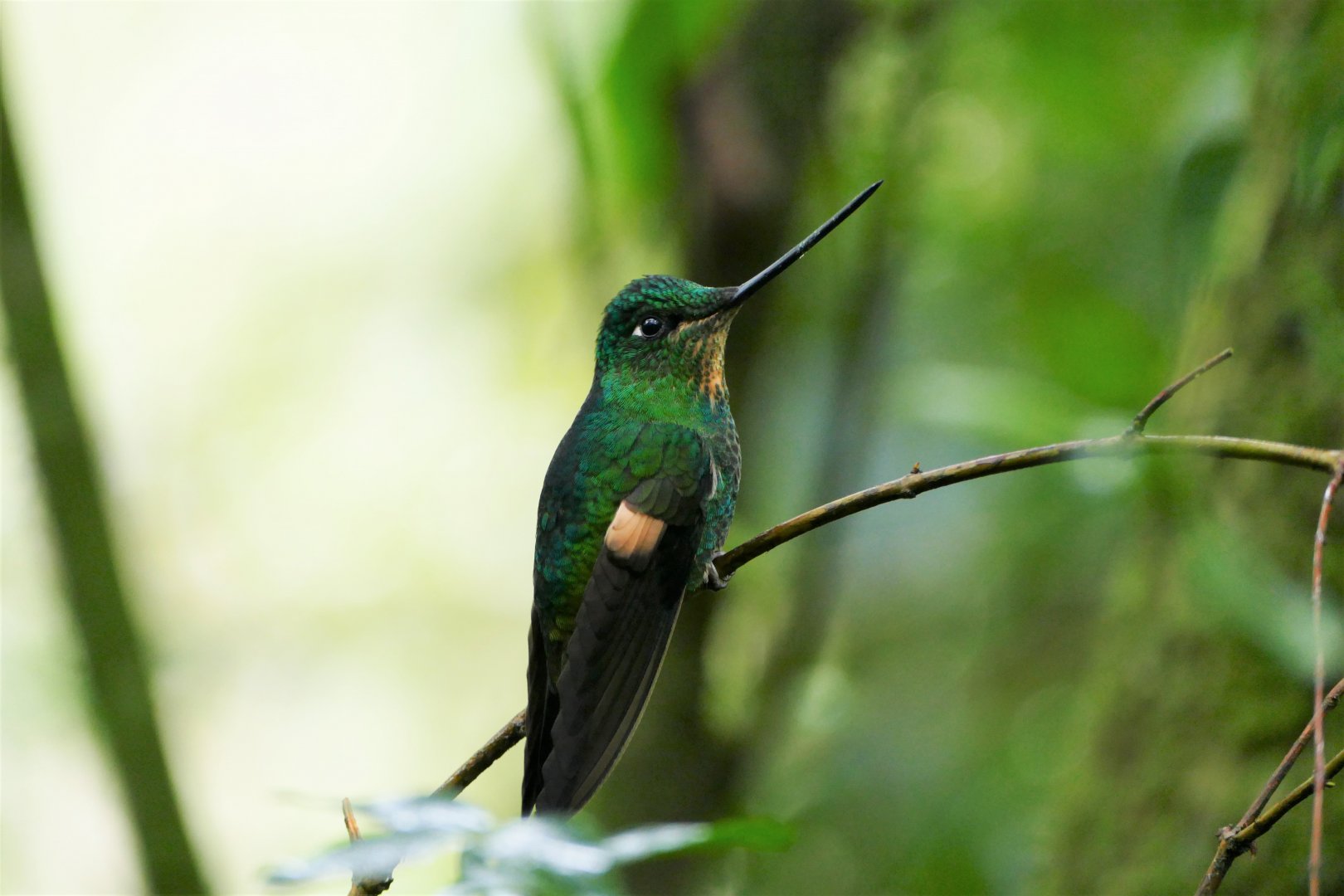 Buff-winged Starfrontlet