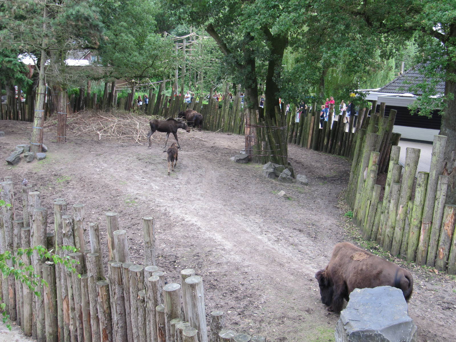 Buffalo and Moose exhibit july 2010