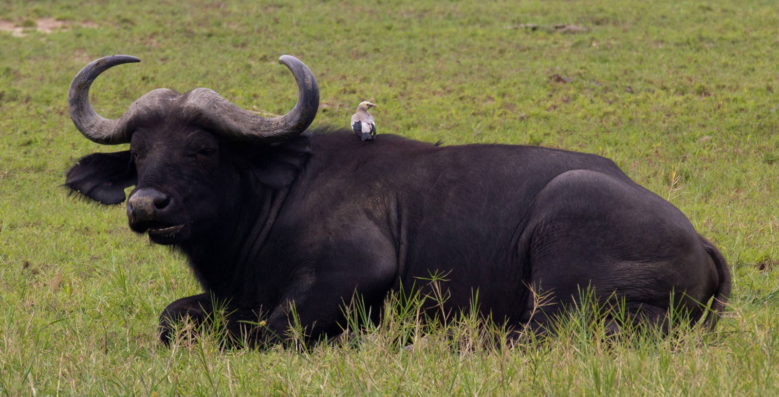 Buffalo and Wattled Starling